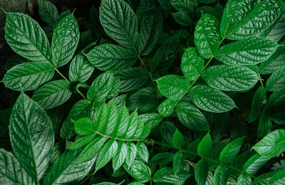 Full frame shot of green leaves