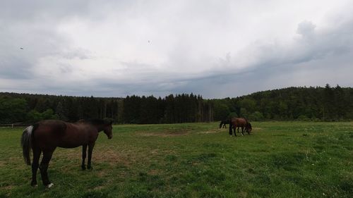 Horses grazing in a field against overcast sky