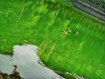 High angle view of a horse in the water