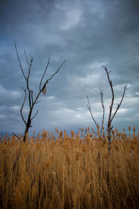 Plants growing on field against sky
