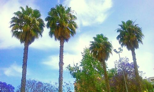 Low angle view of palm trees against cloudy sky