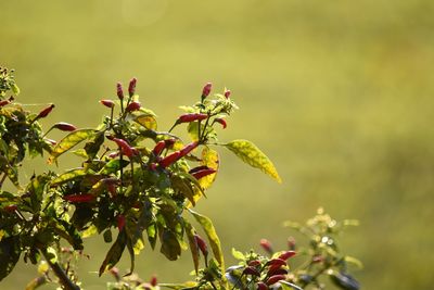 Close-up of flowering plant against blurred background