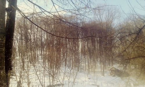 Bare trees in forest