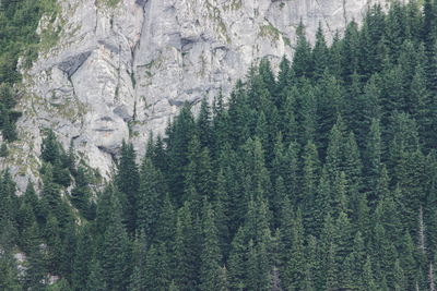 Pine trees in forest