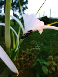 Close-up of insect on flower