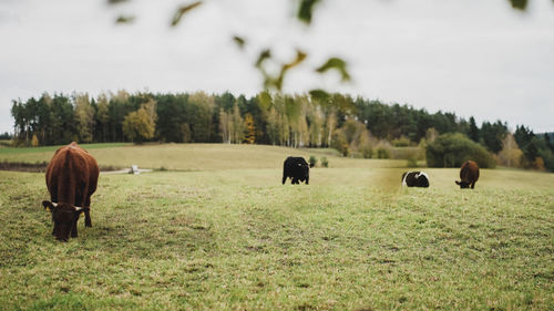 Horses grazing in a field