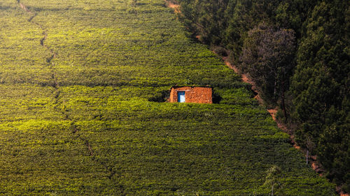 Scenic view of agricultural field