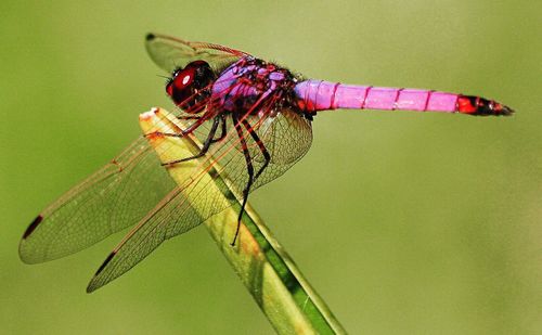 Close-up of insect