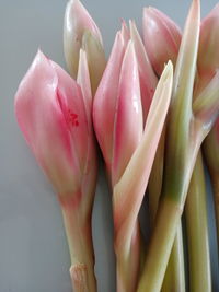 Close-up of pink roses over white background