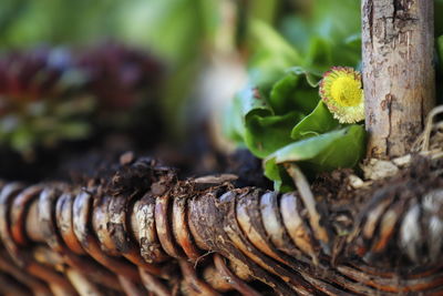 Close-up of fresh flower tree