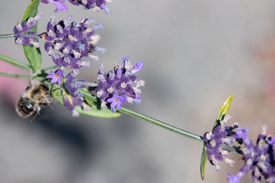 Close-up of insect on purple flowering plant