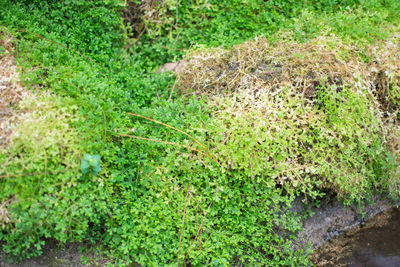 High angle view of grass growing in forest