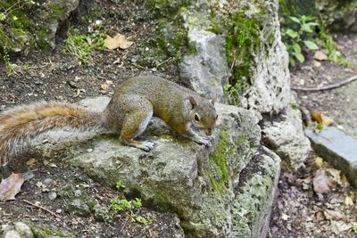 Close-up of squirrel on rock