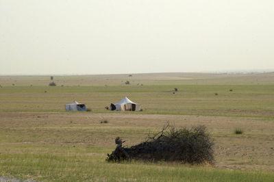 Sheep on field against clear sky