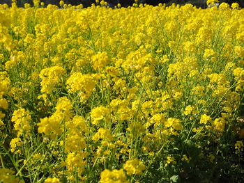 Full frame shot of yellow flowering plants