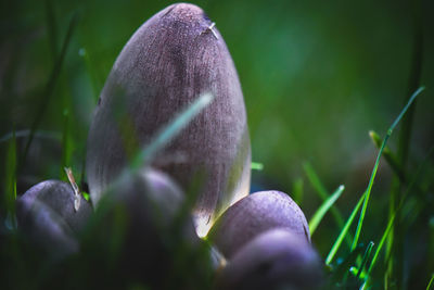 Close-up of wet purple flower on field