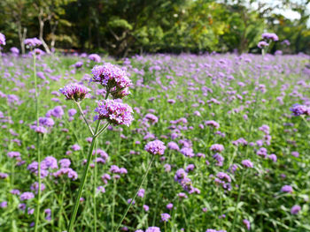 Close-up of pink flowering plants on field