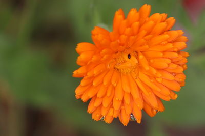Close-up of orange flower