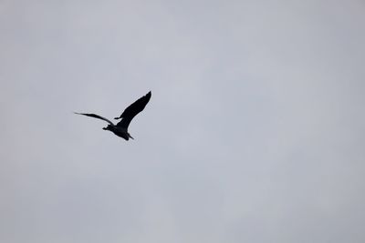 Low angle view of bird flying in sky