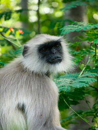 Portrait of a monkey