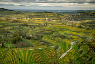 Scenic view of agricultural field against sky