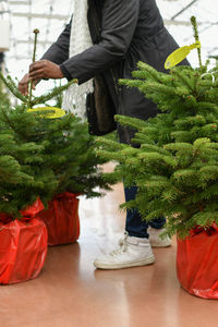 A woman chooses a christmas tree in the market for planting