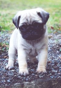 pug