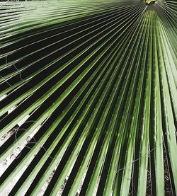 Full frame shot of palm leaf