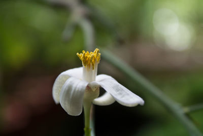 Close-up of white flower blooming outdoors