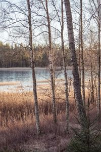Bare trees by lake in forest against sky