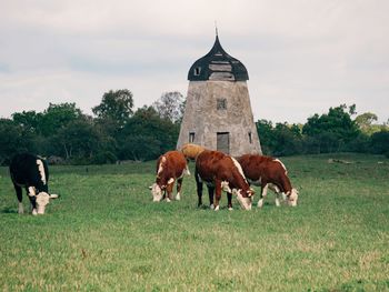 Cows grazing on field against built structure
