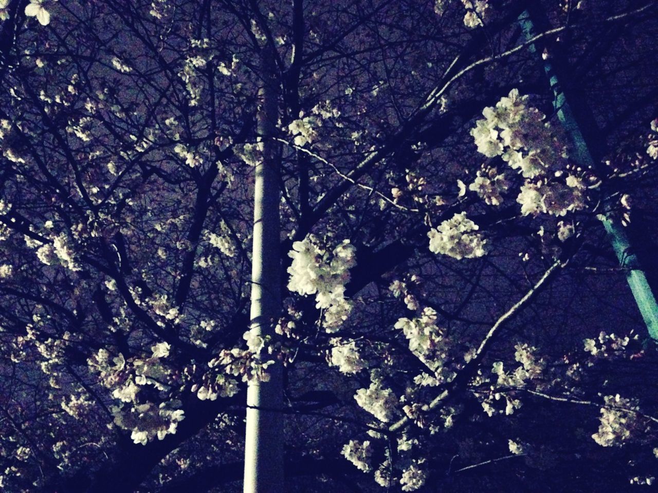 tree, low angle view, branch, growth, flower, nature, beauty in nature, no people, day, outdoors, sunlight, tree trunk, fragility, built structure, tranquility, leaf, lighting equipment, close-up, blossom, park - man made space