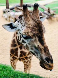 Close-up of a giraffe