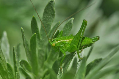 Close-up of insect on plant