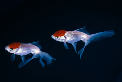 Fishes swimming in sea