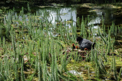 Duck swimming in lake