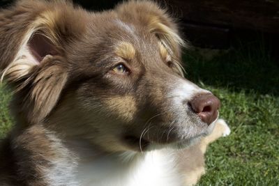 Close-up of dog looking away