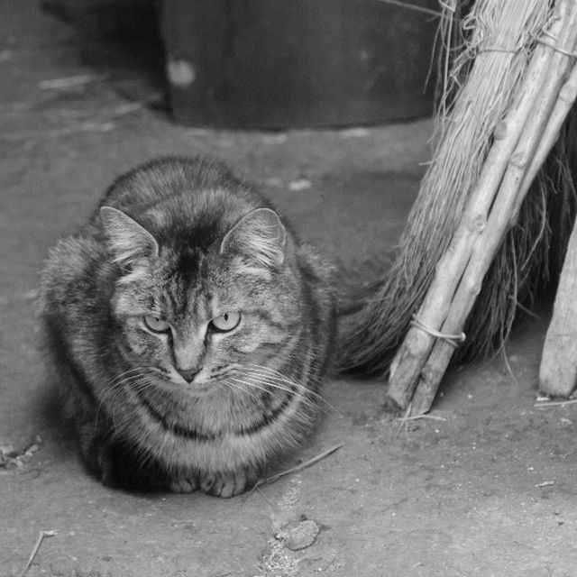 animal themes, one animal, mammal, domestic cat, domestic animals, pets, cat, feline, whisker, looking at camera, portrait, relaxation, sitting, close-up, high angle view, no people, focus on foreground, indoors, day, lying down