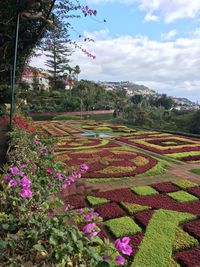 Scenic view of flowering plants on field against sky