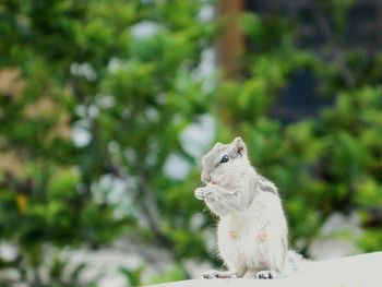 Close-up of rodent sitting against tree