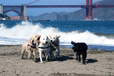 View of dogs on bridge over sea