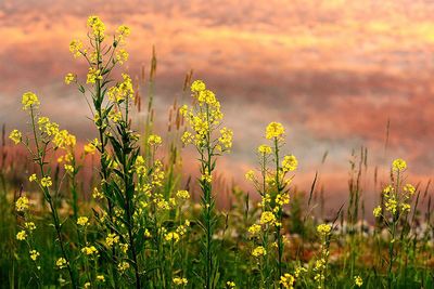 Yellow flowers blooming in field