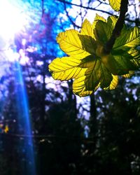 Close-up of leaves against blurred background