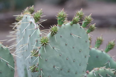 Close-up of cactuses