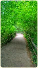 Road passing through forest