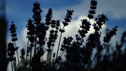 Low angle view of flowering plants on field against sky