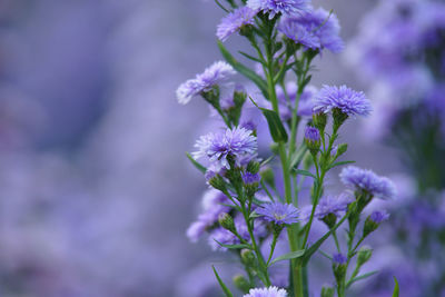 Close-up of purple flowering plant