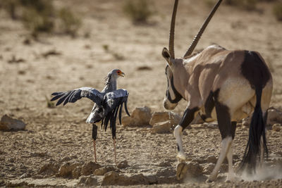 View of birds on field