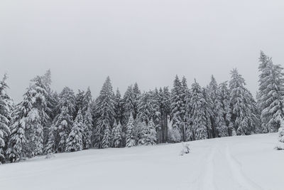 Trees on snow covered landscape