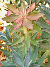 Close-up of succulent plant